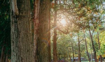 light shining through trees at camp